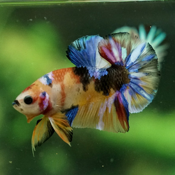 Multicolor/Galaxy Koi Plakat -11 weeks Old