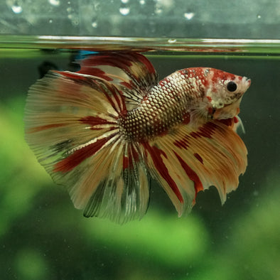 Galaxy Koi Halfmoon - 12 weeks old