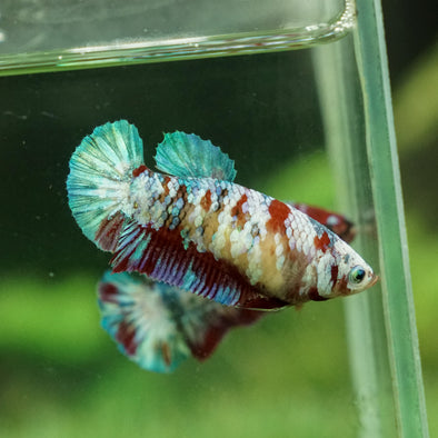 Multicolor/galaxy Koi Plakat- Female