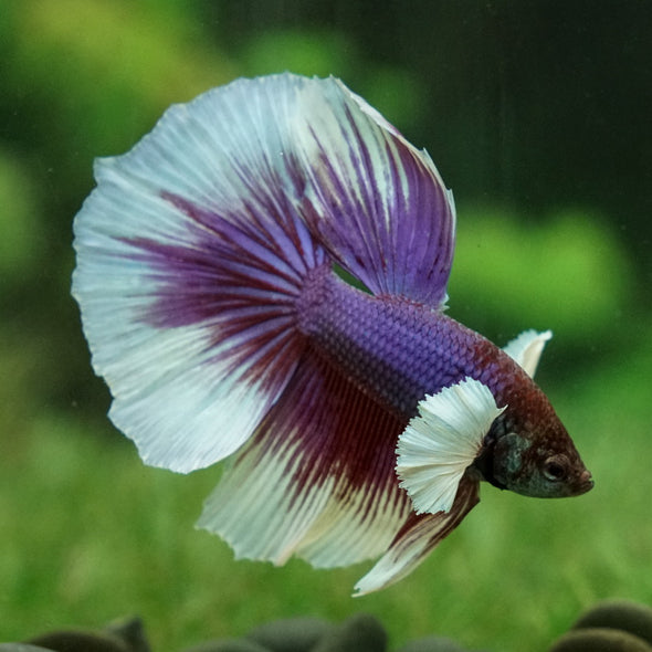 Dumbo Halfmoon - 14 weeks old