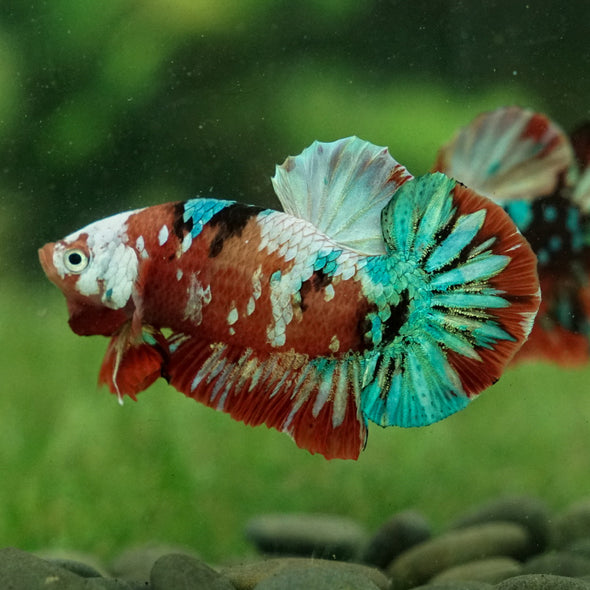 Multicolor/Galaxy Koi Plakat -15 weeks Old