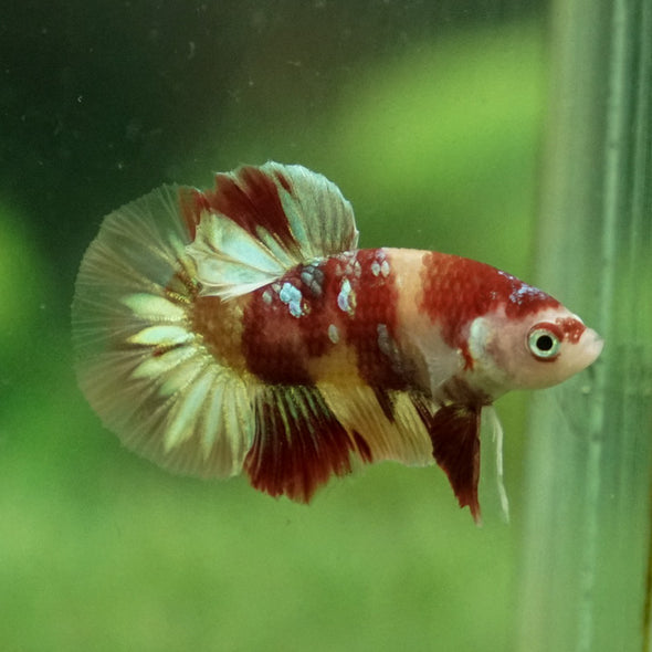 Multicolor/Galaxy Koi Plakat -12 weeks Old