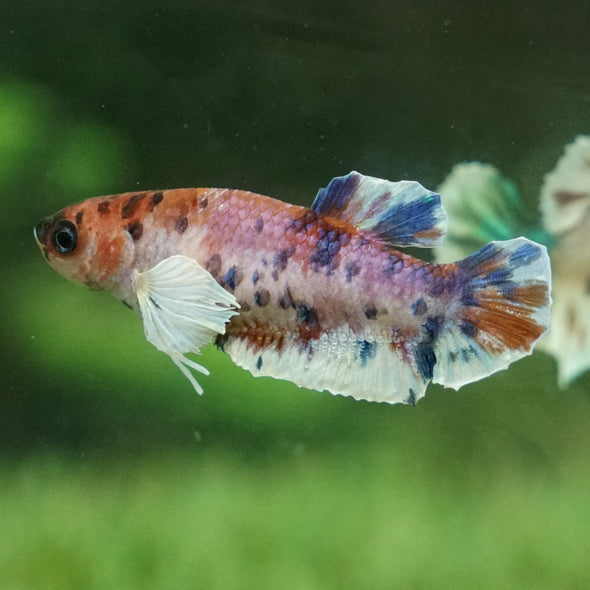 Multicolor/galaxy Dumbo Koi Plakat- Female