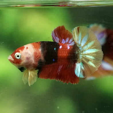 Multicolor/Galaxy Koi Plakat -12 weeks Old