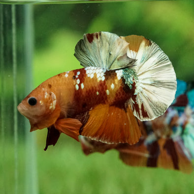 Copper/Gold Galaxy Koi Plakat - 13Weeks Old