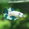 Blue/Green Dalmatian Plakat- Female