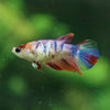 Multicolor Galaxy Halfmoon- Female