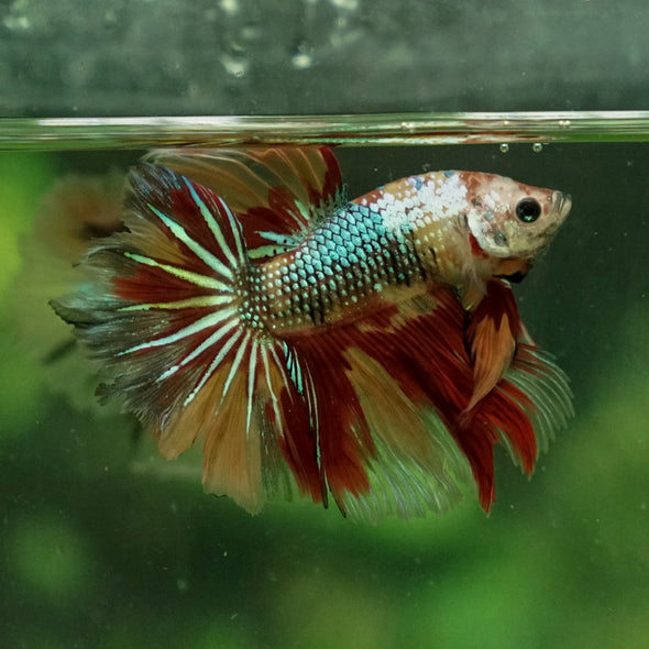 Galaxy Koi Halfmoon - 11 weeks old