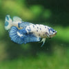 Blue/Green Dalmatian Plakat- Female