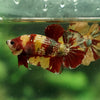 Giant Multicolor/ Galaxy Koi-15 weeks Old
