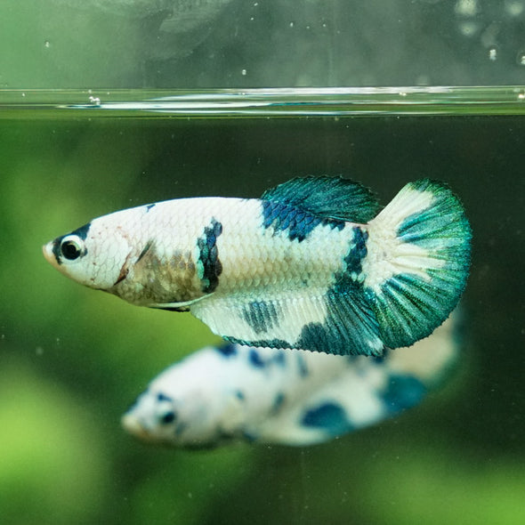 Blue/Green Dalmatian Plakat- Female