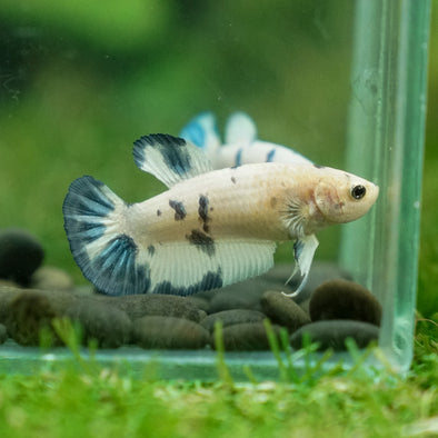 Blue/Green Dalmatian Plakat- Female