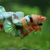 Multicolor/Galaxy Koi Plakat -11 weeks Old