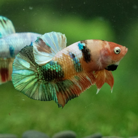 Multicolor/Galaxy Koi Plakat -11 weeks Old