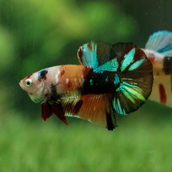 Multicolor/Galaxy Koi Plakat -11 weeks Old