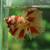 Galaxy Koi Halfmoon - 12 weeks old