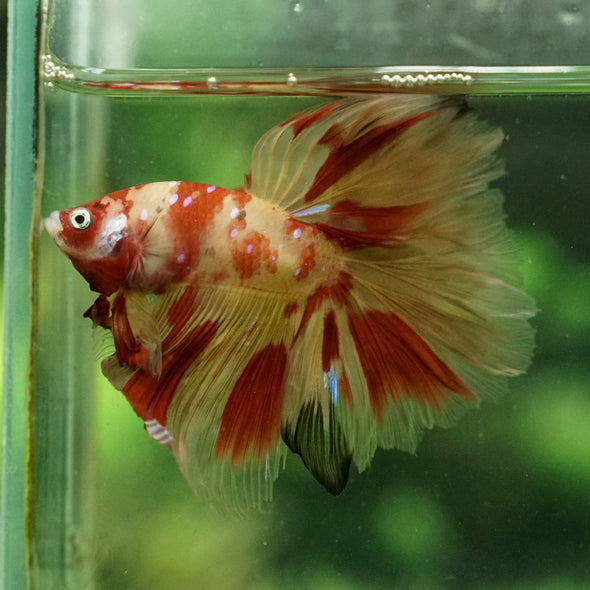 Galaxy Koi Halfmoon - 12 weeks old