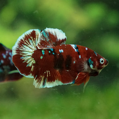 Multicolor/Galaxy Koi Plakat -13 weeks Old