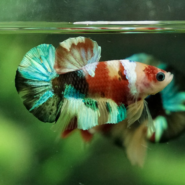 Multicolor/Galaxy Koi Plakat -11 weeks Old