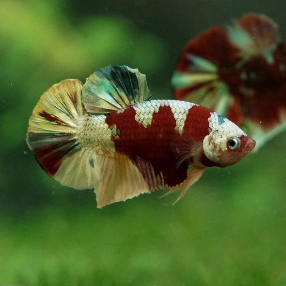 Multicolor/Galaxy Koi Plakat -13 weeks Old