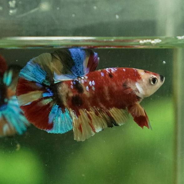 Multicolor/Galaxy Koi Plakat -11 weeks Old