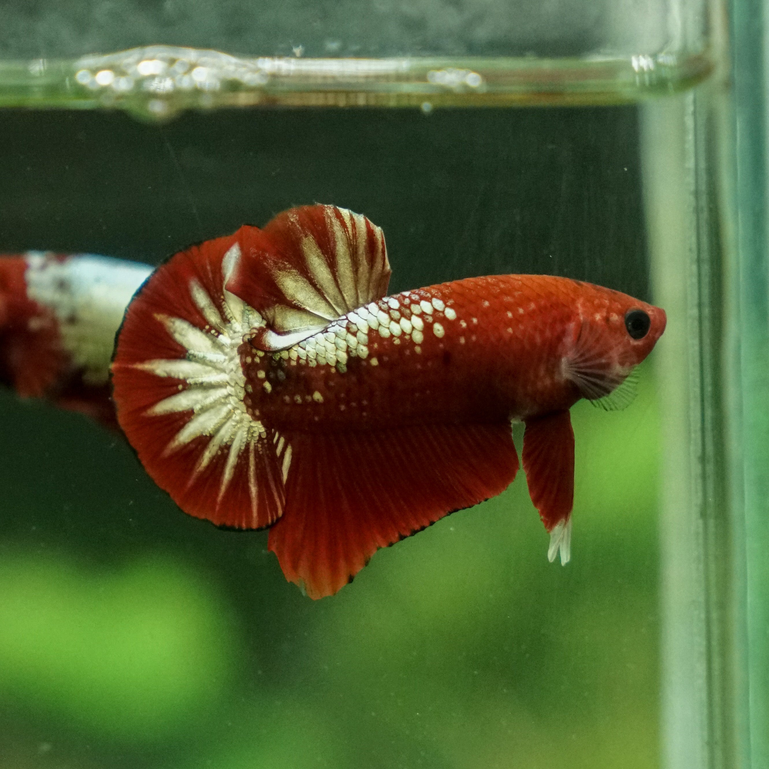 Fancy Copper Red Plakat, Male Betta Fish