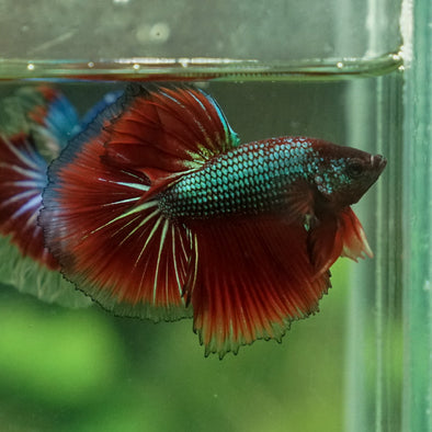 Halfmoon - 13 weeks old