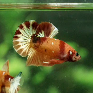 Copper/Gold Galaxy Koi Plakat - 12Weeks Old