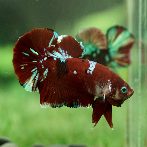 Multicolor/Galaxy Koi Plakat -12 weeks Old