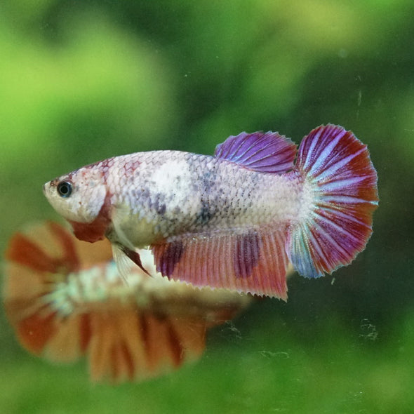 Multicolor Galaxy Halfmoon- Female