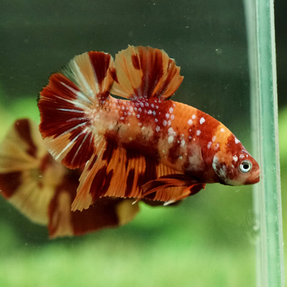 Multicolor/Galaxy Koi Plakat - 13Weeks Old