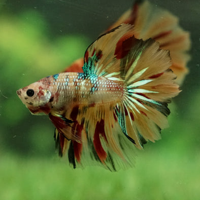 Galaxy Koi Halfmoon - 12 weeks old