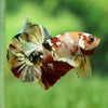 Multicolor/Galaxy Koi Plakat -12 weeks Old