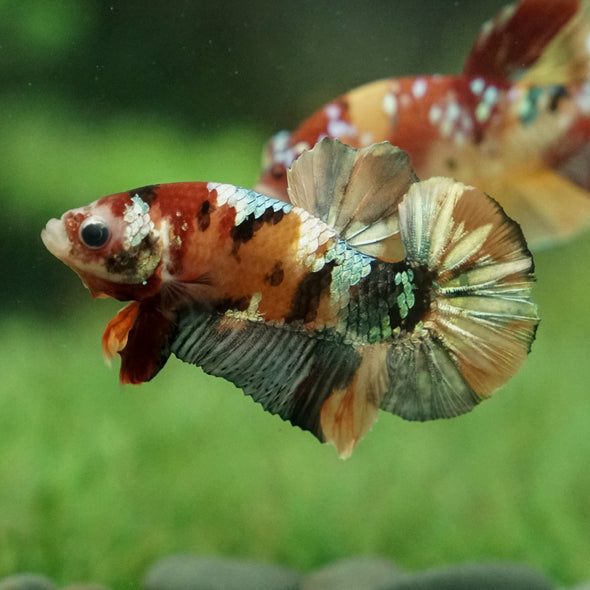 Multicolor/Galaxy Koi Plakat -15 weeks Old