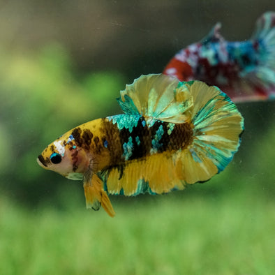 Multicolor/Galaxy Koi Plakat -15 weeks Old