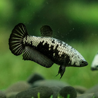 Samurai Plakat 11 week - Female