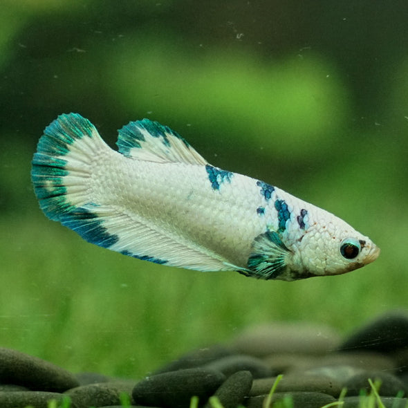 Blue/Green Dalmatian Plakat- Female