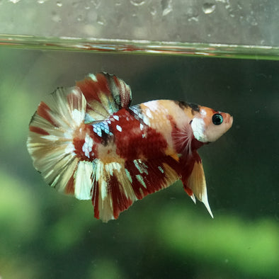 Multicolor/Galaxy Koi Plakat -15 weeks Old