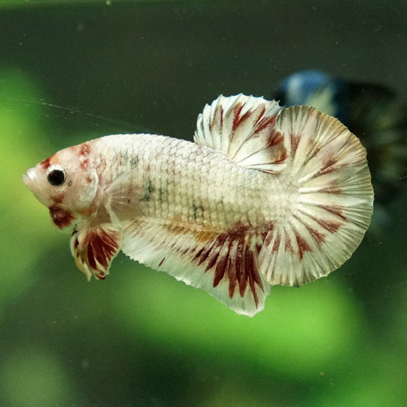 Multicolor/Galaxy Koi Plakat -12 weeks Old