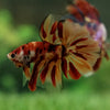 Galaxy Koi Halfmoon - 12 weeks old