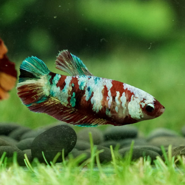 Multicolor/galaxy Koi Plakat- Female