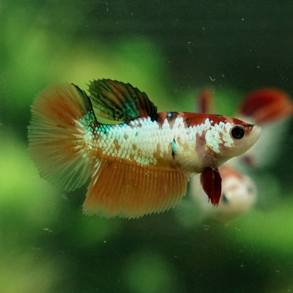 Koi Halfmoon - Female