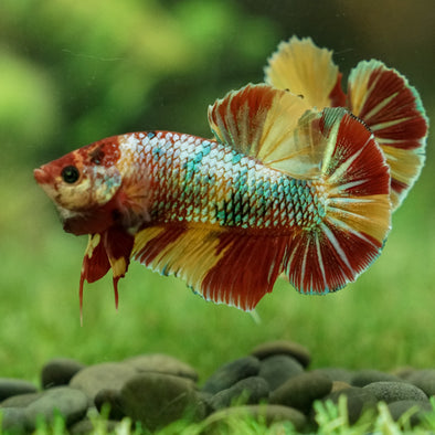 Giant Multicolor/Galaxy Koi Plakat -16 weeks Old