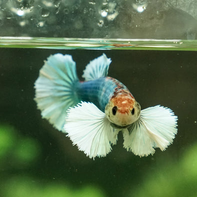 Dumbo Halfmoon - Female Breeder Grade