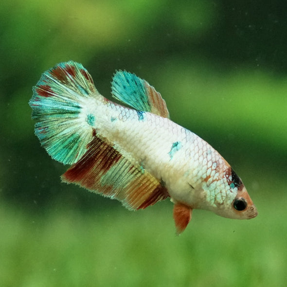 Koi Halfmoon - Female