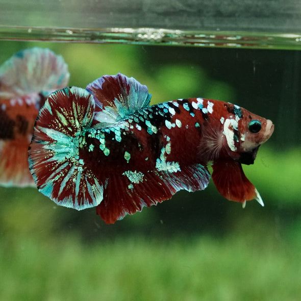 Multicolor/Galaxy Koi Plakat -15 weeks Old