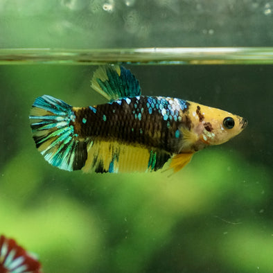 Multicolor/galaxy Koi Plakat- Female