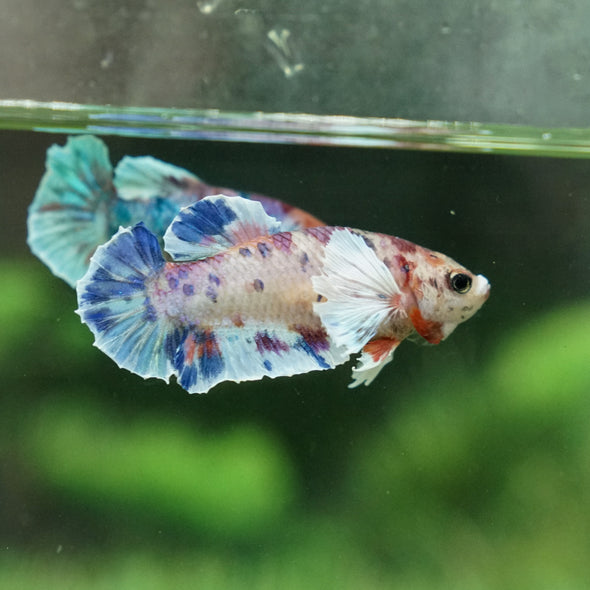 Multicolor/galaxy Dumbo Koi Plakat- Female