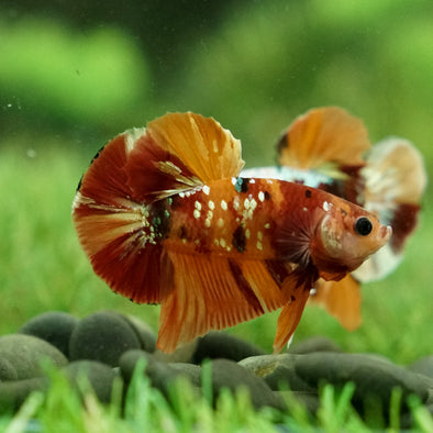 Copper/Gold Galaxy Koi Plakat - 13Weeks Old