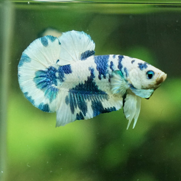 Blue/Green Dalmatian Plakat -13 weeks Old